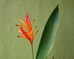 planta 