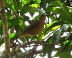 Turdus grayi