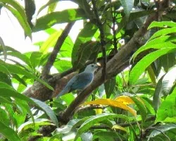  tangara azuleja 