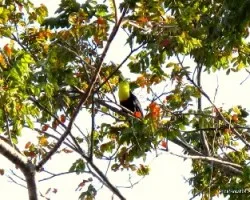 Ramphastos sulfuratus