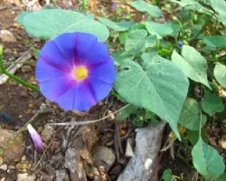 planta