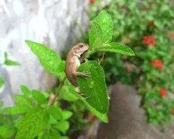 lagartija delgada  /  norops limifrons  