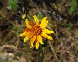 margarita amarilla  /  Calendula arvensis l.