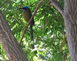 pajaro bobo  /  momoto comun  /  momotus momota