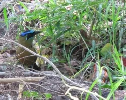 pajaro bobo  /  momoto comun  /  momotus momota