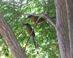 pajaro bobo  /  momoto comun  /  momotus momota