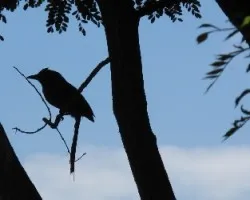 pajaro bobo  /  momotus momota