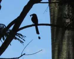 pajaro bobo  /  momotus momota