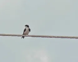 golondrina- Pygochelidon cyanoleuca
