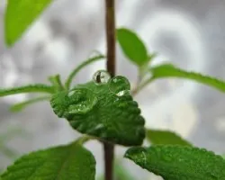gotas de agua en hojas de oregano