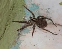 arana