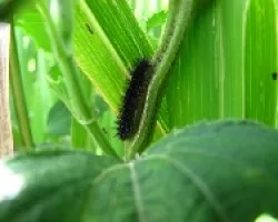 oruga
