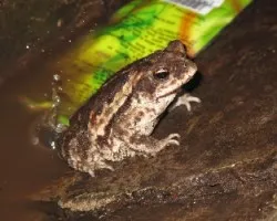 rana espuma de savage / leptodactylus savagei