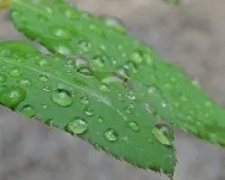 gotas de agua en hojas de rosa