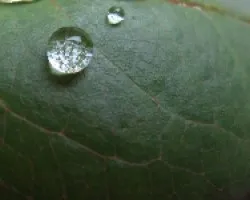 gotas de agua en hojas de rosa