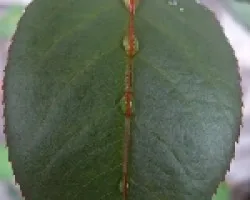 gotas de agua en hojas de rosa