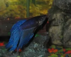 Pez beta