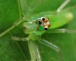 araña verde