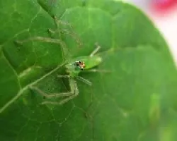 araña verde