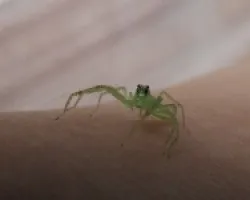 araña verde