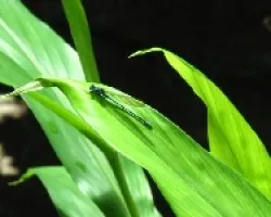 libelula azul