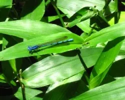 libelula azul