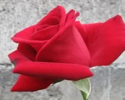 rosa roja