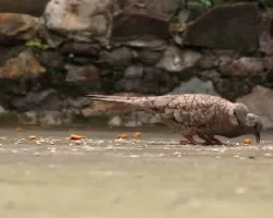 tortolita colilarga  /  columbina inca