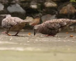 tortolita colilarga  /  columbina inca