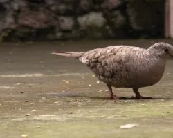 Columbina inca