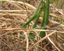 soterrey nuquirrufo / campylorhynchus rufinucha