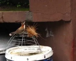 soterrey nuquirrufo / campylorhynchus rufinucha