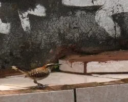 soterrey nuquirrufo / campylorhynchus rufinucha