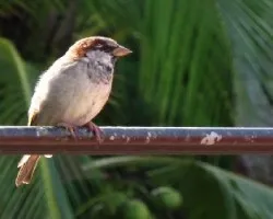 Passer domesticus