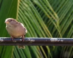 Passer domesticus
