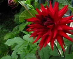 flor