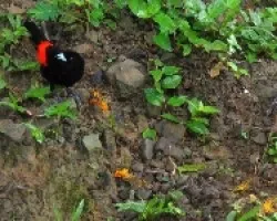 Ramphocelus costaricensis 