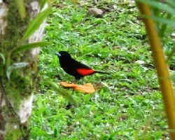 tangara lomiescarlata / ramphocelus passerinii