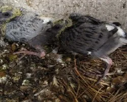 paloma collareja / columba fasciata