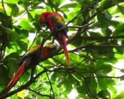 guacamayas / ara macao