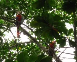 guacamayas / ara macao