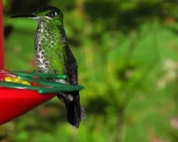 heliodoxa  jacula