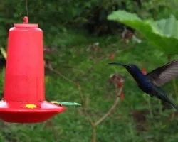 campylopterus hemileucurus(macho)