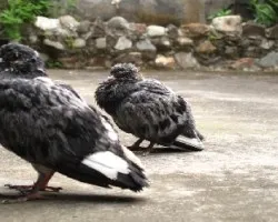 paloma de castilla / columba livia