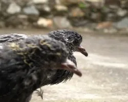 paloma de castilla / columba livia