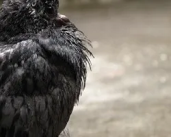 paloma de castilla / columba livia
