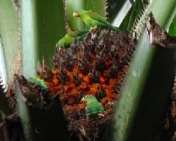 Pericos barbinaranja / Brotogeris jugularis