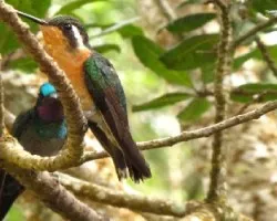 Lampornis  calolaema(pareja)