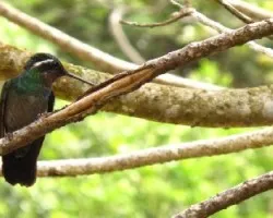 colibrí