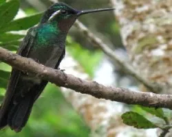 colibrí